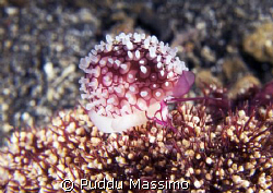 Gangga island,north sulawesi,nikon d2x 80mm macro by Puddu Massimo 